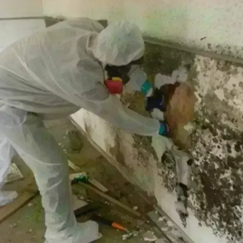 Mold Remediation and Removal in Buffalo, NY